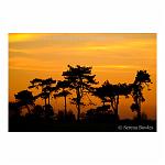 Silhouette of trees at sunset in Kent.